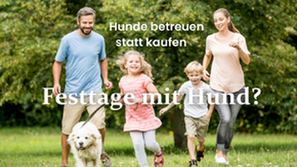 Verbringe die Feiertage mit einem Hund