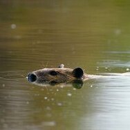 WWF-Kurs - Im Reich der Biber