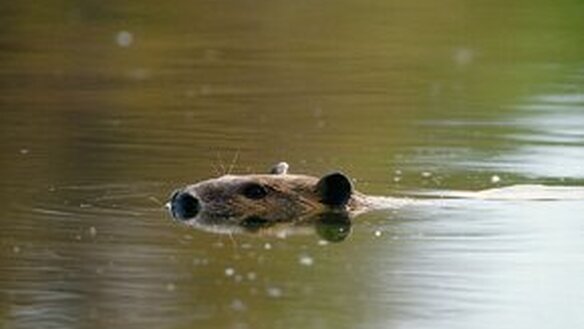 WWF-Kurs - Im Reich der Biber