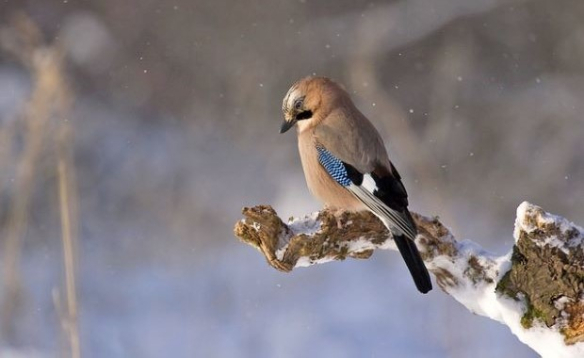 BOURG-SAINT-PIERRE: Nos oiseaux sous la neige