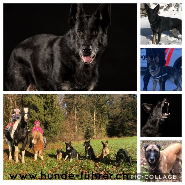 Filmhunde / Hundemodels für Fernseh & Werbung