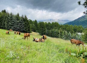 Reiten & Yoga Retreats