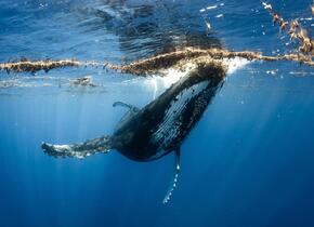 Schwimmen mit Walen und Yoga in Französisch-Polynesien