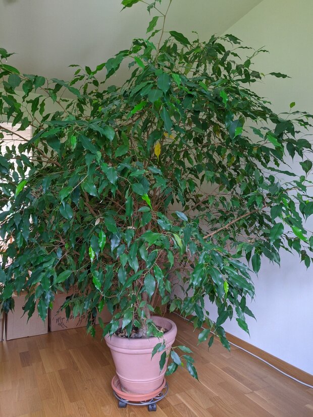 Ficus Benjamini, 180 cm