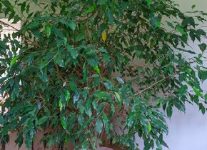 Ficus Benjamini, 180 cm