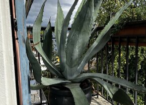 Üppige Agave Americana