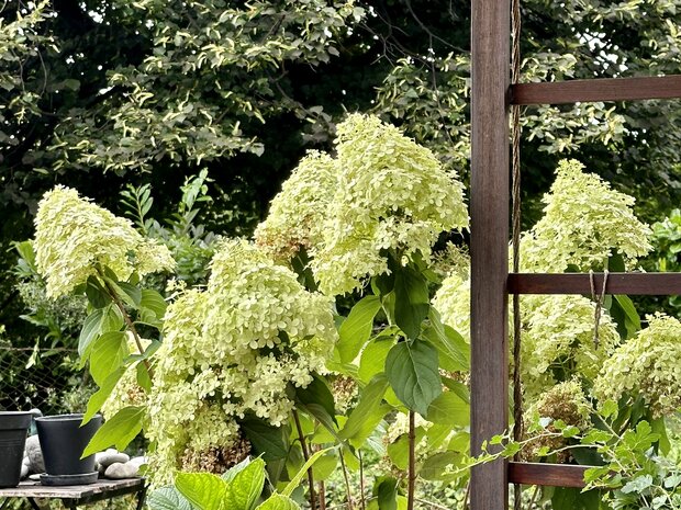 Verkaufe schöne Schneeballhortensie, 1,35 m hoch