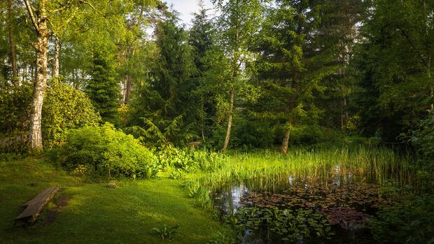 Shinrin-Yoku im Park Seleger Moor, Rifferswil