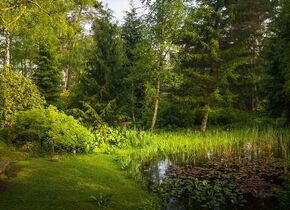 Shinrin-Yoku im Park Seleger Moor, Rifferswil