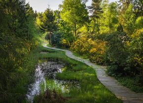 Shinrin-Yoku im Park Seleger Moor, Rifferswil