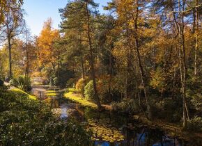 Shinrin-Yoku im Park Seleger Moor, Rifferswil