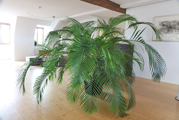 Zimmerpflanzen (Areca Goldfruchtpalme XXL)