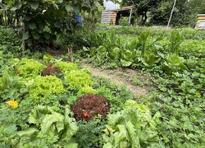 120qm Schrebergarten für 1.- pro Tag im Löchligut Bern...