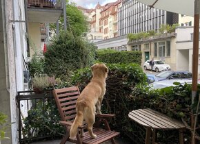 Wohnungstausch BERN (3011) - ZÜRICH