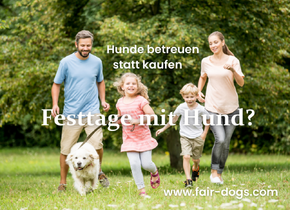 Verbringe die Feiertage mit einem Hund