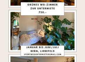 befristete Untermiete grünes WG-Zimmer - Januar bis Juli