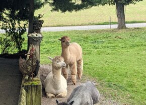 Natur pur: Wunderschöne, gemütliche Wohnung in...