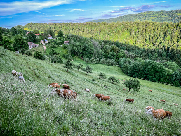 Praktikum auf Biobergbauernhof