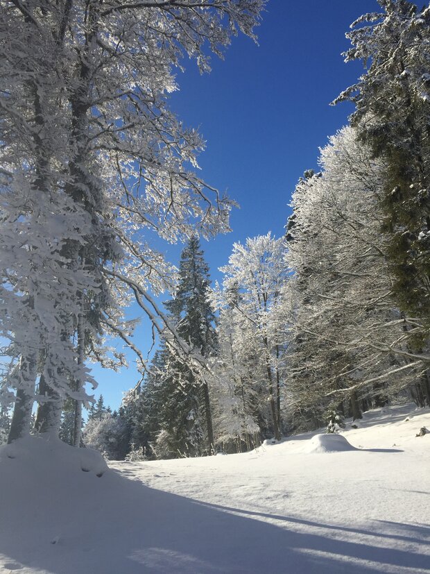 SCHNEESCHUHTOUR BOLBERG - der Aussichtsberg