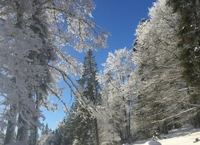 SCHNEESCHUHTOUR BOLBERG - der Aussichtsberg