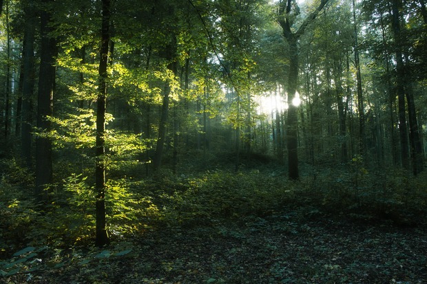 Waldbaden mit Kakaoritual