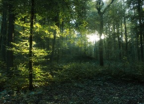 Waldbaden mit Kakaoritual