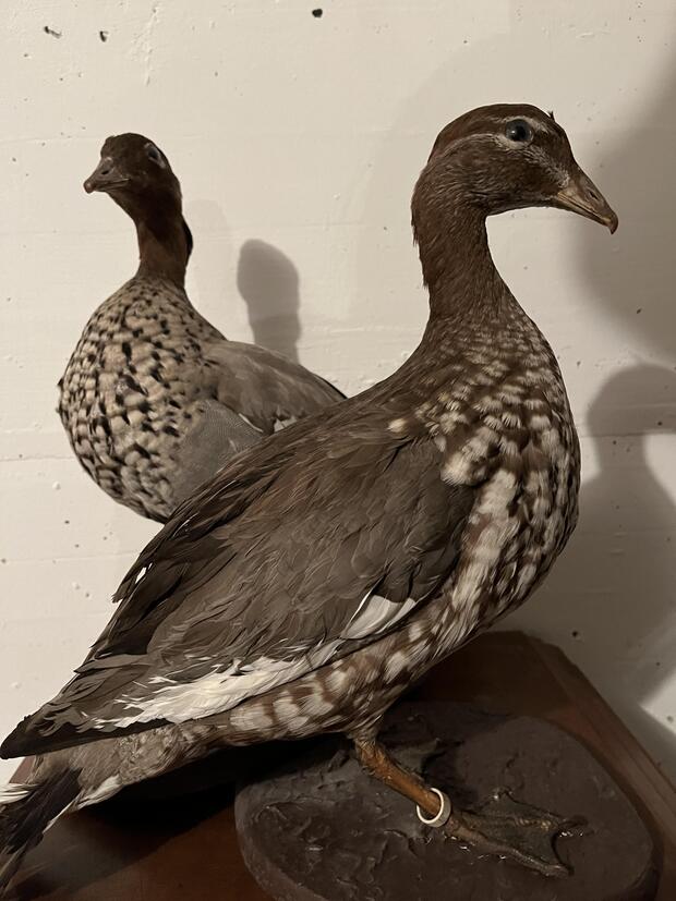 Entenpaar (Male/female) taxidermy