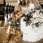 Hochzeit Dog Sitter International